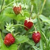 суниці (1)